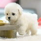Interactive Robotic Puppy Toy with Motion and Sound Features for Kids