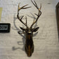 Unique Animal Head Wall Décor for Playful Home Interiors
