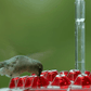 Hummingbird Feeder with Bee-Resistant Hexagonal Ports and 12oz Capacity All Vera Mart