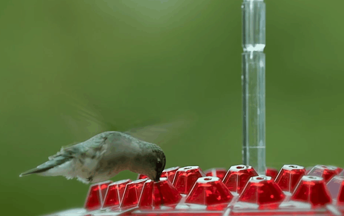 Hummingbird Feeder with Bee-Resistant Hexagonal Ports and 12oz Capacity All Vera Mart