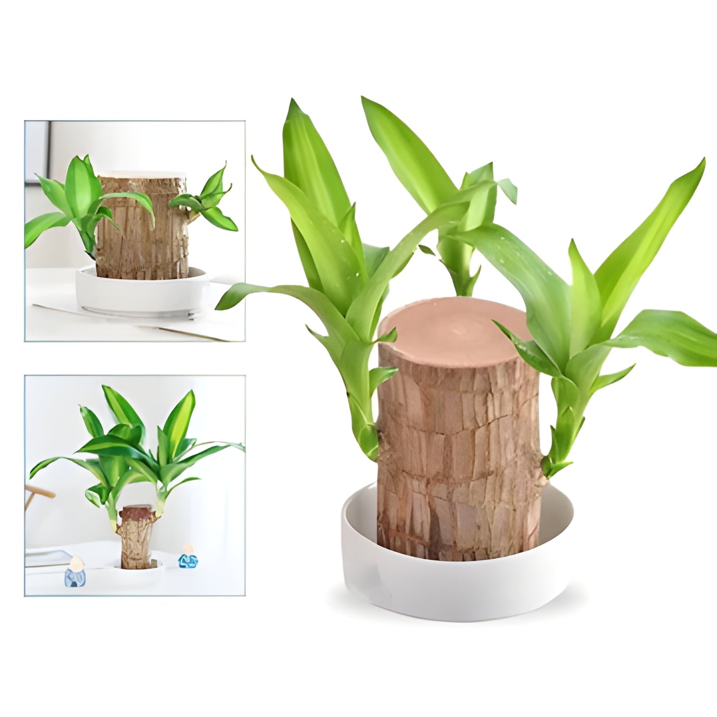 Low Light Indoor Plant with Air Purifying Leaves and Compact Root System