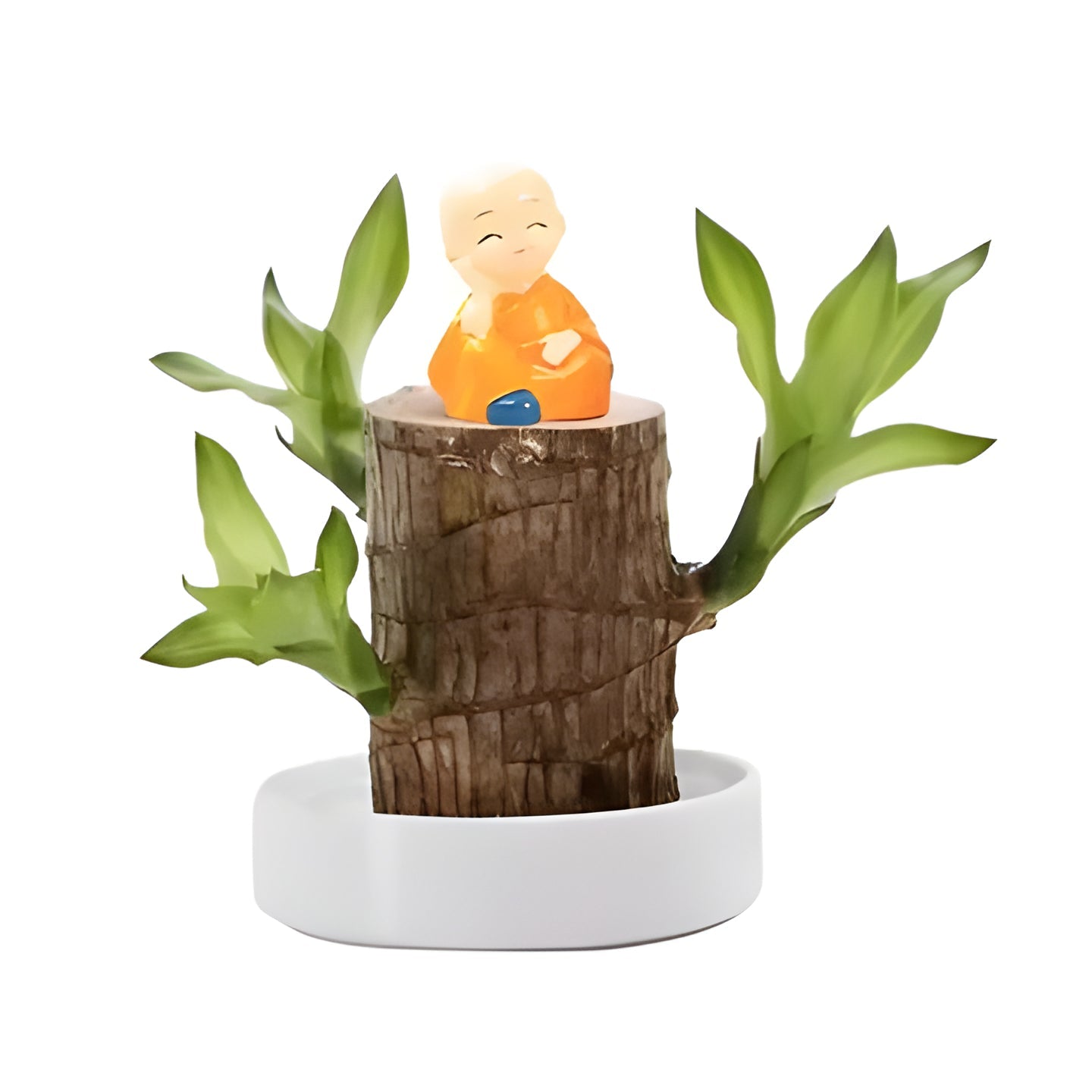 Low Light Indoor Plant with Air Purifying Leaves and Compact Root System