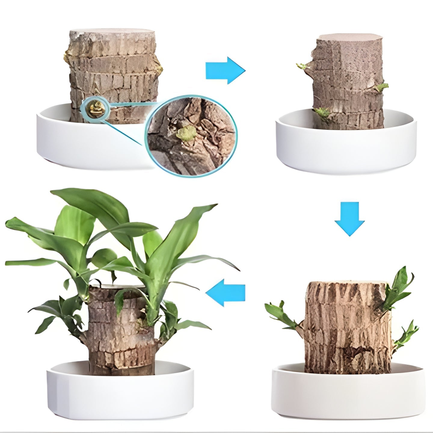 Low Light Indoor Plant with Air Purifying Leaves and Compact Root System