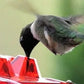 Hummingbird Feeder with Bee-Resistant Hexagonal Ports and 12oz Capacity All Vera Mart
