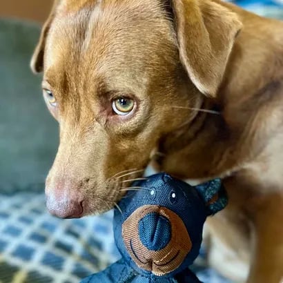Dog Chew Toy with Reinforced Core and Textured Dental Surface, Buoyant Durable Design