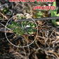 WeedMaster™ - Your Ultimate Weeding Tool marnetic