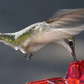 Hummingbird Feeder with Bee-Resistant Hexagonal Ports and 12oz Capacity All Vera Mart