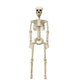 Life Size Halloween Skeleton Decoration with Adjustable Joints