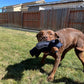 Dog Chew Toy with Reinforced Core and Textured Dental Surface, Buoyant Durable Design