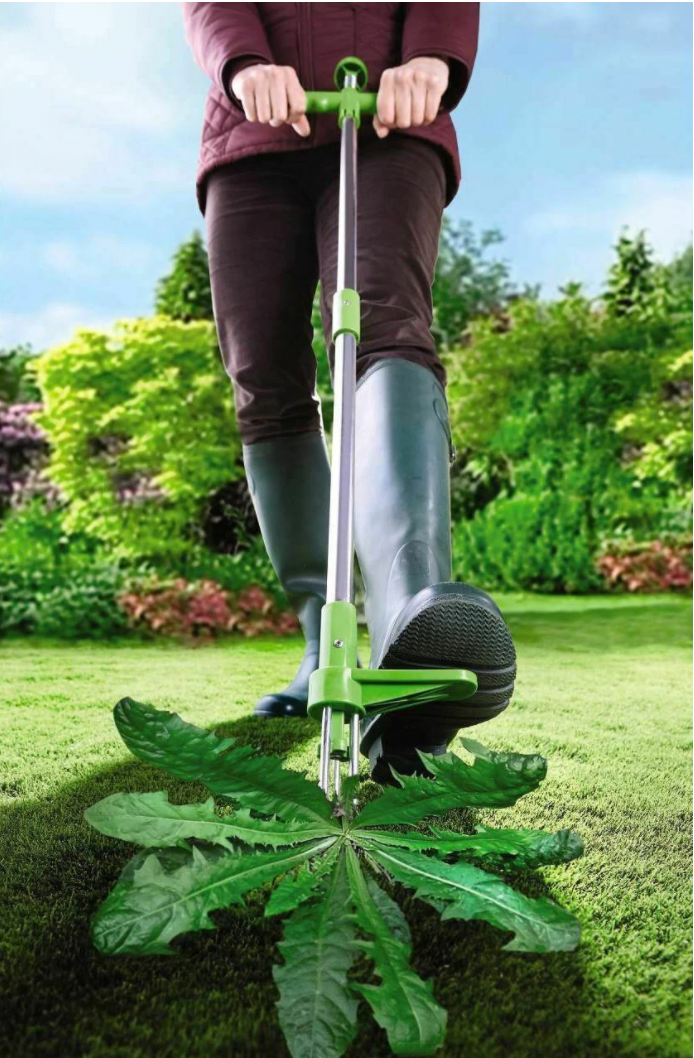 Standing Weed Puller with Three Pronged Grip and Spring Release, 36 Inch Handle