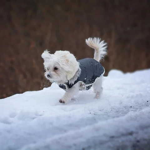 Mygametables Waterproof Winter Dog Jacket Sherpa Fleece Lined Built-In Harness
