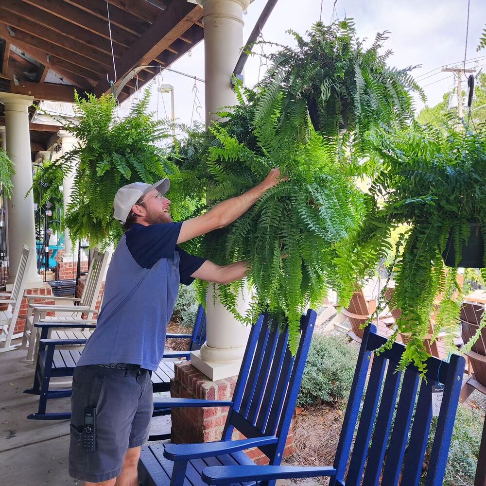 Artificial Boston Fern Bundle 18 Pack with UV Protection and Water Shedding