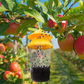 Outdoor Reusable Fly Trap for Patios, Gardens, and Backyards