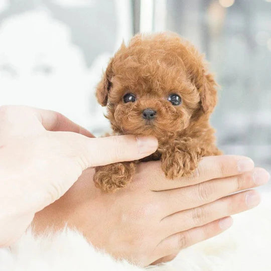 Lifelike Interactive Robotic Puppy Toy