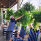 Artificial Boston Fern with UV-Resistant Leaves and 18 Full Fronds, Washable Stems