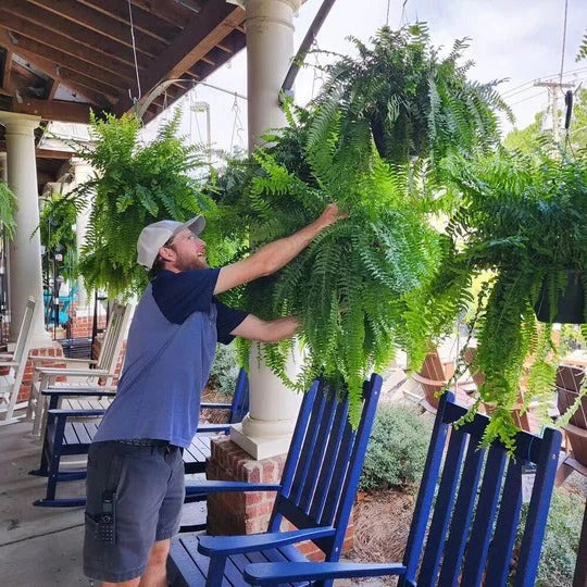 Artificial Boston Fern with UV-Resistant Leaves and 18 Full Fronds, Washable Stems