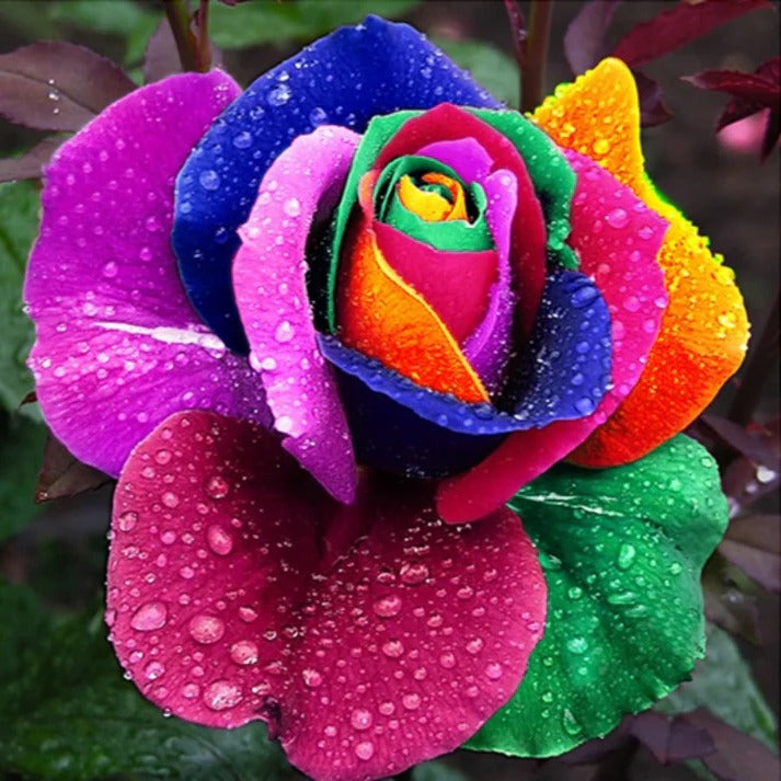 Multicolor Rose Seeds for Garden and Indoor Growing, 25 Pack