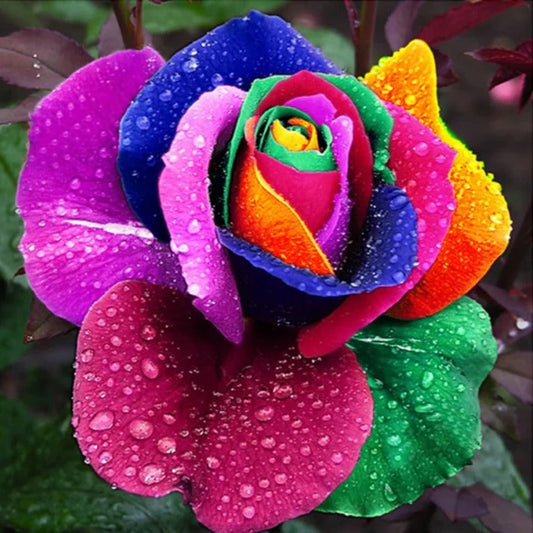 Multicolor Rose Seeds for Garden and Indoor Growing, 25 Pack