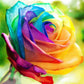 Multicolor Rose Seeds for Garden and Indoor Growing, 25 Pack