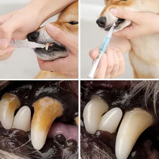 Pet Oral Care Solution for Supporting Teeth Cleanliness and Gum Maintenance