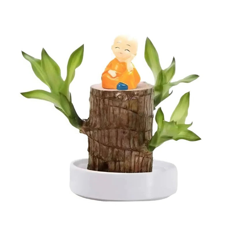 Low Maintenance Indoor Plant with Air Purification and Low Light Tolerance