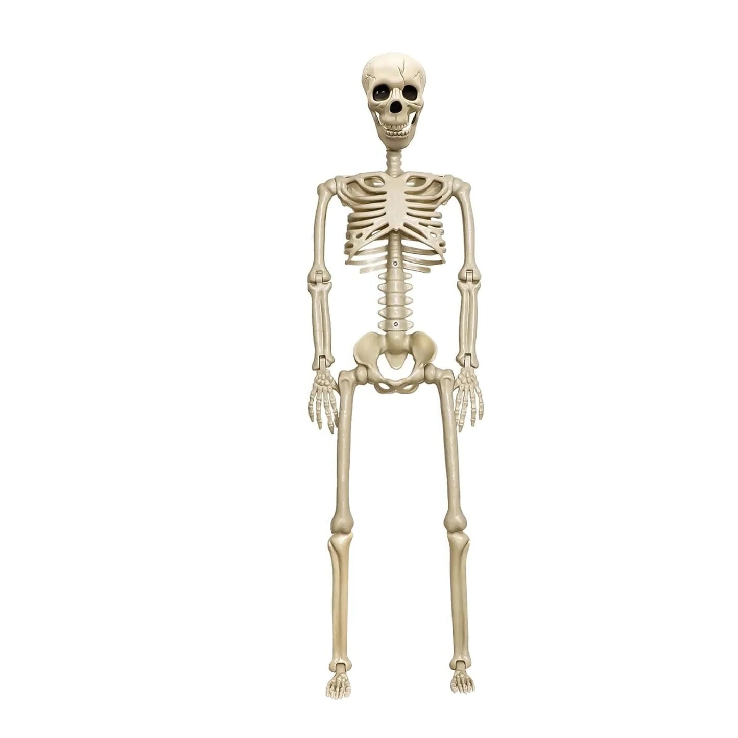 Life-Size Halloween Skeleton Decoration with Adjustable Joints