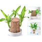 Low Maintenance Indoor Plant with Air Purification and Low Light Tolerance