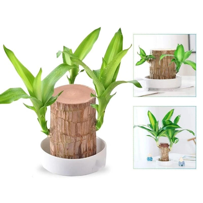 Low Maintenance Indoor Plant with Air Purification and Low Light Tolerance