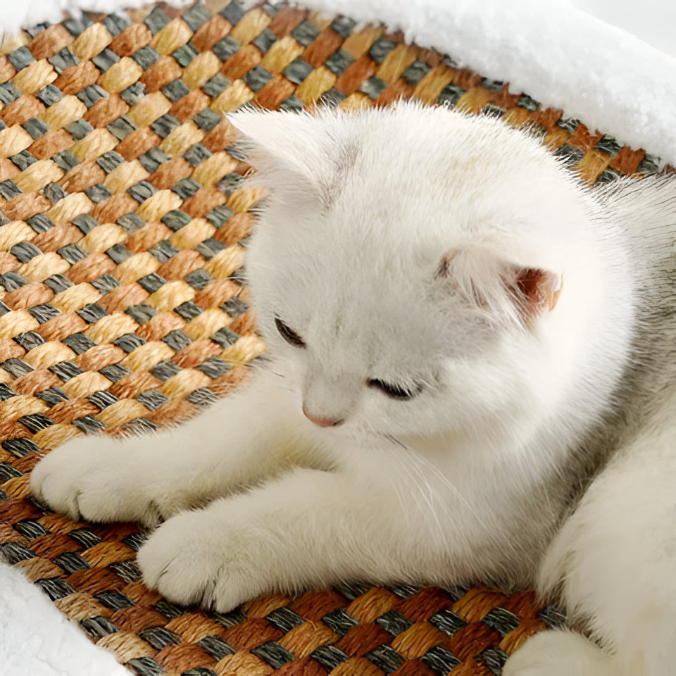 Cat Scratch Lounge Bed with Cushioned Sleeping Area and Textured Surface