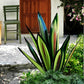 Metal Agave Plant Decorative Accent with Rust Finish and Weather Resistant Coating