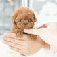 Interactive Robot Puppy with Realistic Walking and Touch Sensors, Battery Operated