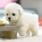 Interactive Robot Puppy with Realistic Walking and Touch Sensors, Battery Operated