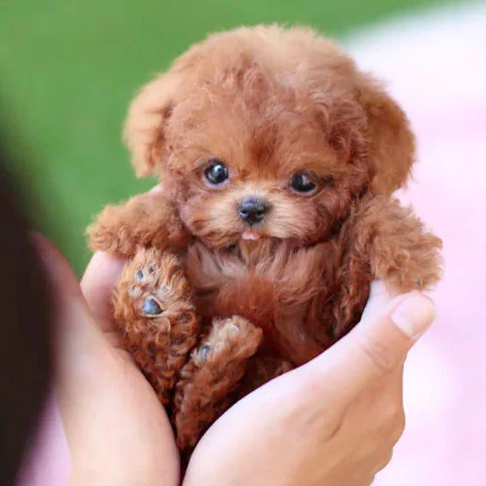 Interactive Robot Puppy with Realistic Walking and Touch Sensors, Battery Operated