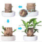 Low Maintenance Indoor Plant with Air Purification and Low Light Tolerance