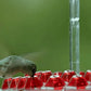 Hummingbird Feeder With Ant Moat for Easy, Pest-Free Nectar Feeding