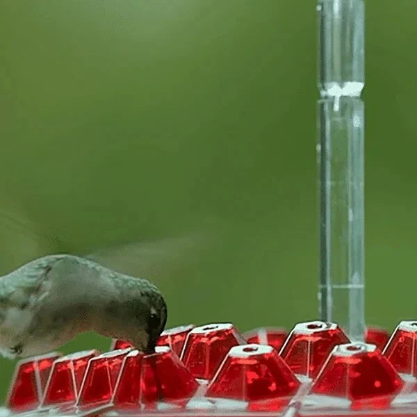 Hummingbird Feeder With Ant Moat for Easy, Pest-Free Nectar Feeding