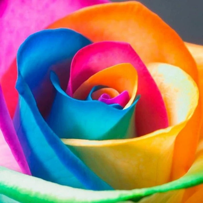 Multicolor Rose Seeds for Garden and Indoor Growing, 25 Pack