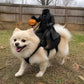 Headless Horseman Pet Costume, Halloween Costume for Cats and Dogs, Parties and Dress Up