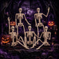 2 Pack 36 Inch Halloween Skeleton Decorations, Movable Joint Skeletons for Haunted Houses, Front Lawn and Graveyard Props