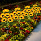 Solar Flowers Plant Lights Decorative Stakes for Yard, Patio, Lawn, Pathway, 4 Pack