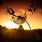 Metal Fairy Garden Stake with Dandelion Design, 25-45 Inches Tall