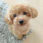 Realistic Plush Puppy Dog, Lifelike Teddy Dog Lucky