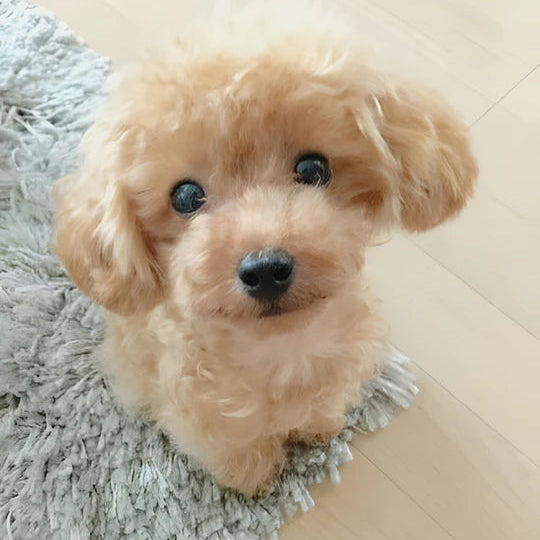 Realistic Plush Puppy Dog, Lifelike Teddy Dog Lucky