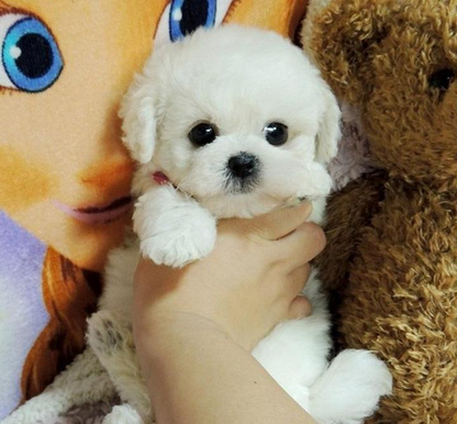 Lifelike Plush Puppy with Weighted Filling and Sculpted Paws, Soft Fur, 14-Inch