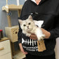 Cozy Cat Lover Hoodie with Built-In Cuddle Pouch