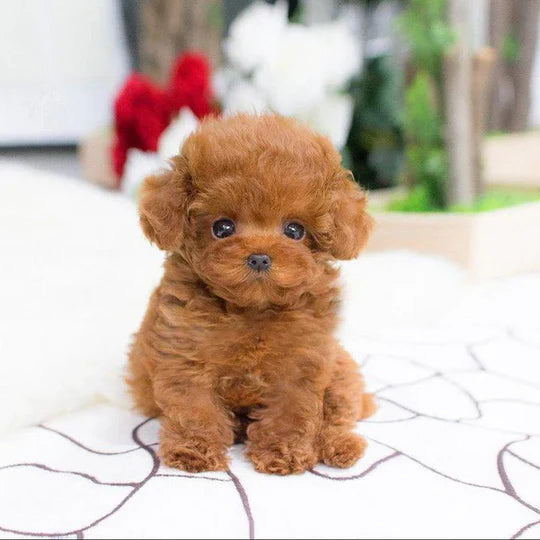 Realistic Plush Puppy Dog, Lifelike Teddy Dog Lucky