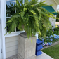 Artificial Boston Fern Bundle 18 Pack with UV Protection and Water Shedding