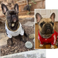 Solid Steel Chain Collar for Dogs with Polished Finish and Chew Resistant Construction