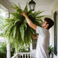 Mygametables Artificial Boston Fern UV Resistant Outdoor Plant